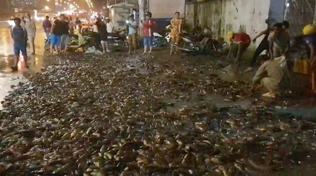 Hơn 100 người giúp tài xế gom 2,7 tấn cá bị đổ tràn trên quốc lộ - 2 Hơn 100 người giúp tài xế gom 2,7 tấn cá bị đổ tràn trên quốc lộ - 2