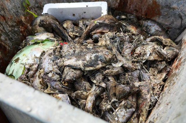 Hà Nội: Cá chết hàng loạt bốc mùi nồng nặc ở hồ Yên Sở - 10 Hà Nội: Cá chết hàng loạt bốc mùi nồng nặc ở hồ Yên Sở - 10
