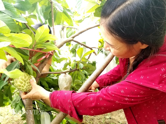 Cận cảnh giống na cho trái khủng, thu mỗi vụ trung bình 1 triệu đồng/cây - 7 Cận cảnh giống na cho trái khủng, thu mỗi vụ trung bình 1 triệu đồng/cây - 7