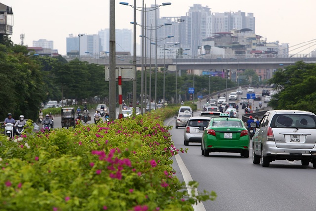 Con đường hoa giấy hiếm có ở Hà Nội - 1 Con đường hoa giấy hiếm có ở Hà Nội - 1