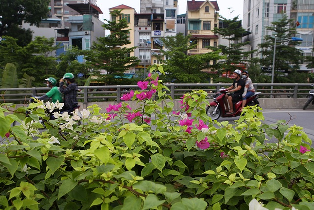 Con đường hoa giấy hiếm có ở Hà Nội - 3 Con đường hoa giấy hiếm có ở Hà Nội - 3
