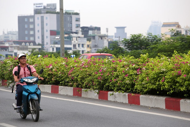 Con đường hoa giấy hiếm có ở Hà Nội - 8 Con đường hoa giấy hiếm có ở Hà Nội - 8