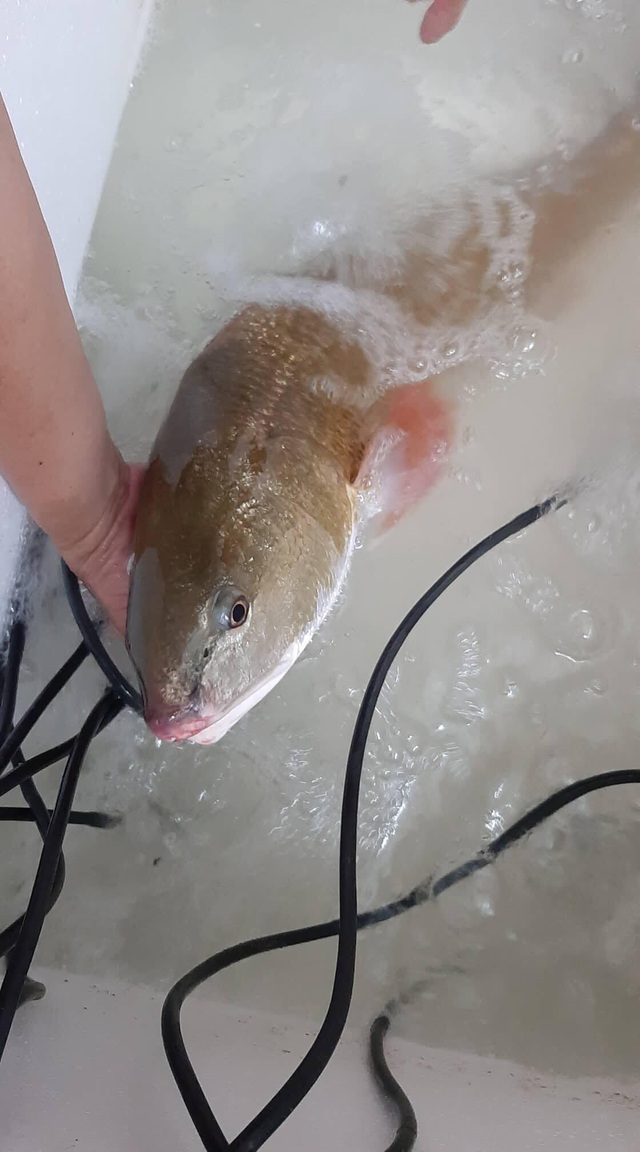 Câu được cá nghi sủ vàng nặng 7kg trên sông Gianh - 2 Câu được cá nghi sủ vàng nặng 7kg trên sông Gianh - 2