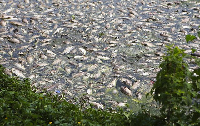 Nước bẩn từ nội thành Hà Nội đổ về khiến cá hồ Yên Sở chết - 1