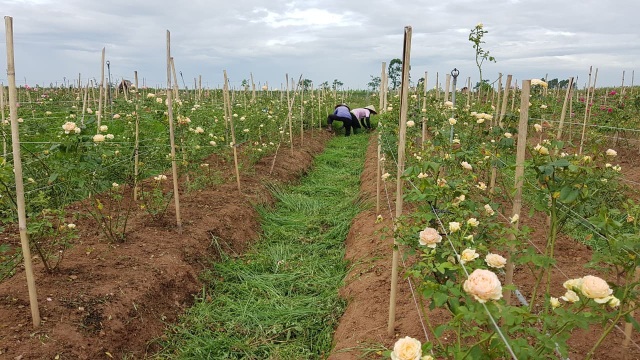 Nữ giám đốc đam mê hoa hồng, sở hữu trang trại hoa hồng đẹp như cổ tích hơn 30.000m2 - 10 Nữ giám đốc đam mê hoa hồng, sở hữu trang trại hoa hồng đẹp như cổ tích hơn 30.000m2 - 10