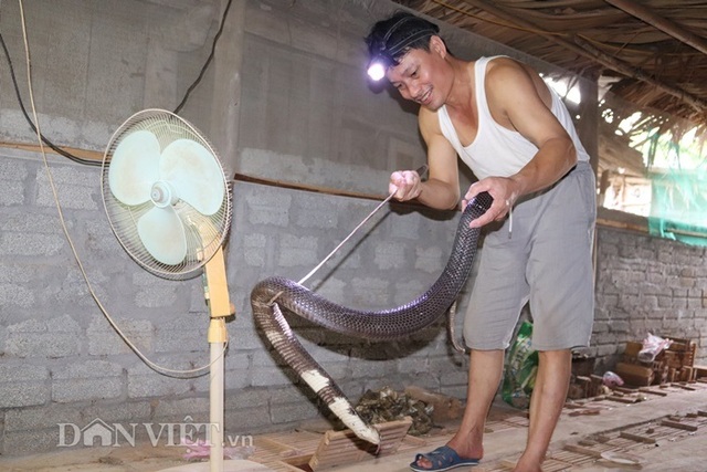 Ớn lạnh người đàn ông nuôi hơn 1.000 con mãng xà cực độc ở Lào Cai - 1 Ớn lạnh người đàn ông nuôi hơn 1.000 con mãng xà cực độc ở Lào Cai - 1