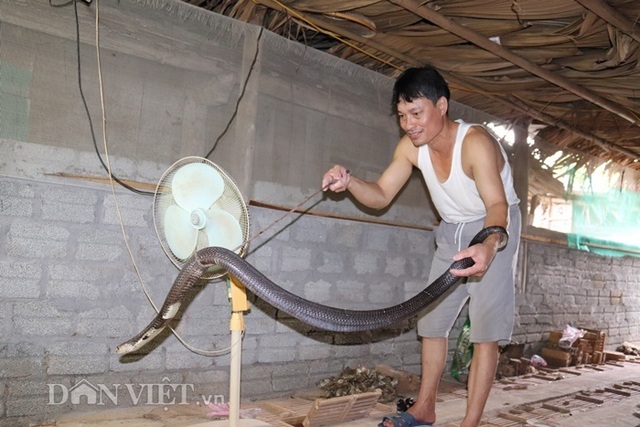 Ớn lạnh người đàn ông nuôi hơn 1.000 con mãng xà cực độc ở Lào Cai - 5 Ớn lạnh người đàn ông nuôi hơn 1.000 con mãng xà cực độc ở Lào Cai - 5
