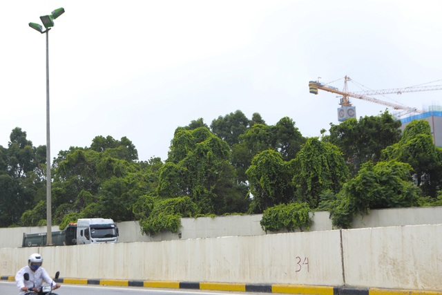 Nhìn từ trên cao rừng tái sinh suốt 24km dọc đại lộ Thăng Long - 8 Nhìn từ trên cao rừng tái sinh suốt 24km dọc đại lộ Thăng Long - 8