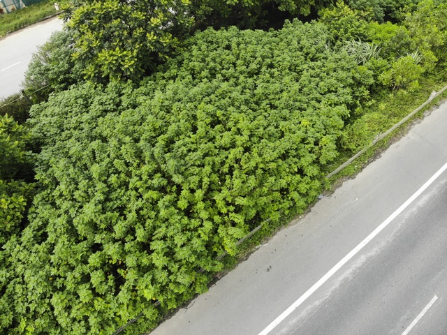 Nhìn từ trên cao rừng tái sinh suốt 24km dọc đại lộ Thăng Long - 4 Nhìn từ trên cao rừng tái sinh suốt 24km dọc đại lộ Thăng Long - 4