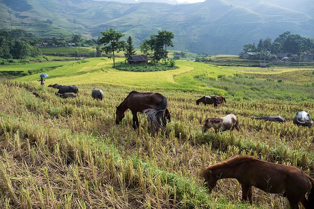 Chiêm ngưỡng mùa thu vàng Sa Pa - 4