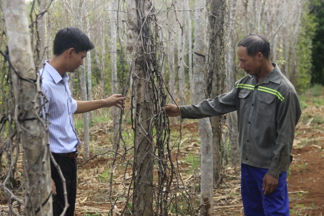 Khô hạn kéo dài, người dân mất trắng hàng trăm triệu do tiêu bị chết - 3 Khô hạn kéo dài, người dân mất trắng hàng trăm triệu do tiêu bị chết - 3