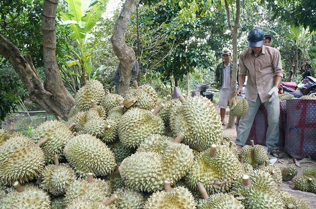 xuat khau rau qua tieu ngach sang trung quoc gap kho