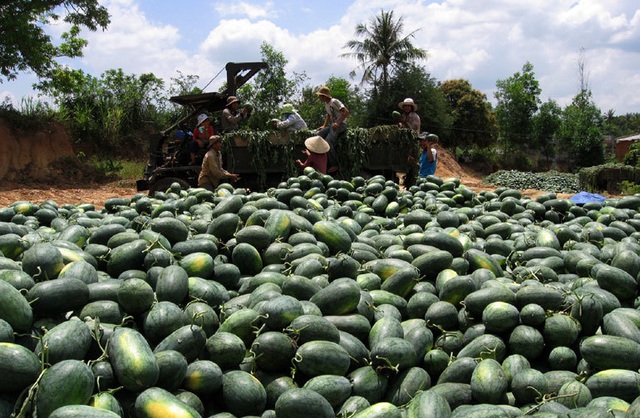 xuat khau rau qua tieu ngach sang trung quoc gap kho