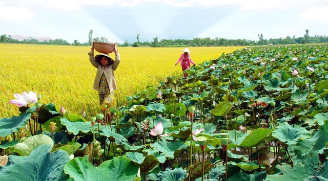 Kết nối nông dân thời 4.0 – nên học hỏi mô hình “Tân quê Hội quán” Đồng Tháp? - 1 Kết nối nông dân thời 4.0 – nên học hỏi mô hình “Tân quê Hội quán” Đồng Tháp? - 1