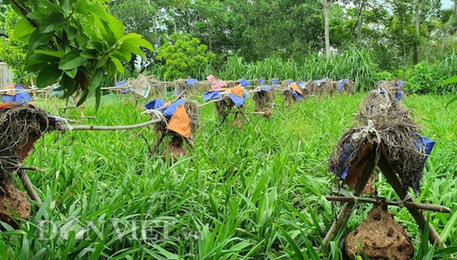 Nuôi ong vò vẽ hung dữ trong vườn, kiếm đôi trăm triệu/năm - 4 Nuôi ong vò vẽ hung dữ trong vườn, kiếm đôi trăm triệu/năm - 4