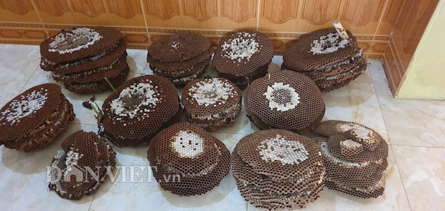 Nuôi ong vò vẽ hung dữ trong vườn, kiếm đôi trăm triệu/năm - 7 Nuôi ong vò vẽ hung dữ trong vườn, kiếm đôi trăm triệu/năm - 7