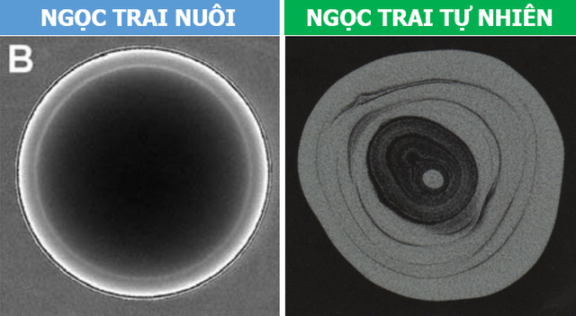 Sự khác nhau giữa ngọc trai nuôi và ngọc trai tự nhiên - Tahi Gems