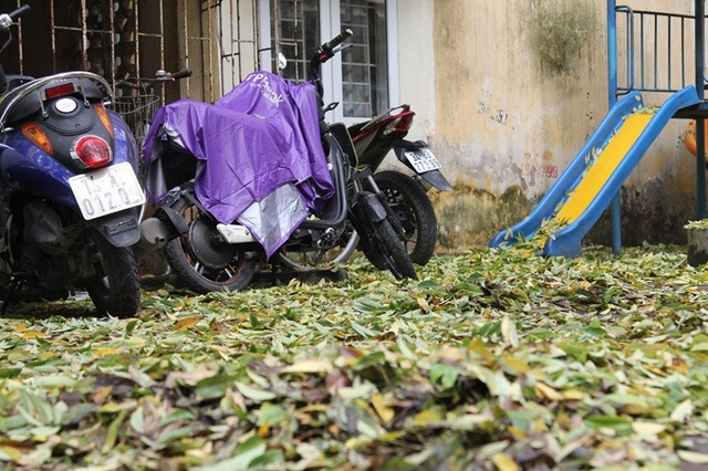 Hàng cây sưa quý ở Hà Nội bất ngờ rụng lá sau khi từ chối bán - 11