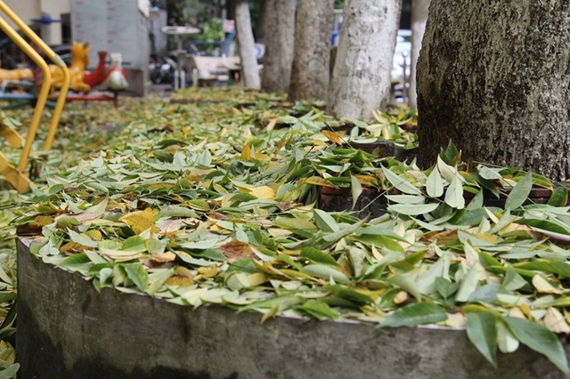 Hàng cây sưa quý ở Hà Nội bất ngờ rụng lá sau khi từ chối bán - 3 Hàng cây sưa quý ở Hà Nội bất ngờ rụng lá sau khi từ chối bán - 3