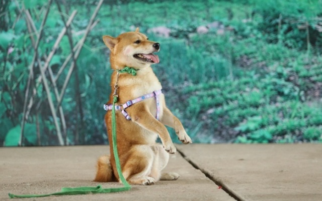 Nhà sản xuất lên tiếng khi bị phản đối việc chọn chó Nhật đóng phim “Cậu Vàng” - Ảnh minh hoạ 4