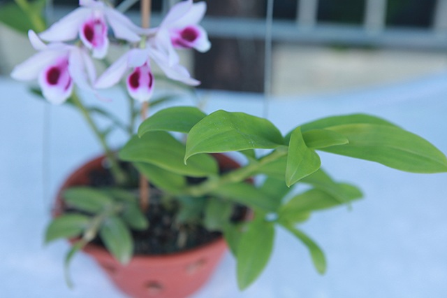 Cây lan phi điệp 5 cánh trắng độc cước, cao có 20cm mà giá 500 triệu đồng - 12 Cây lan phi điệp 5 cánh trắng độc cước, cao có 20cm mà giá 500 triệu đồng - 12