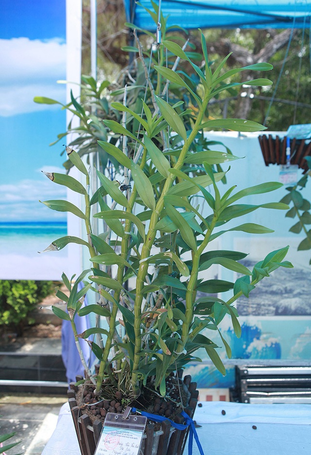 Cây lan phi điệp 5 cánh trắng độc cước, cao có 20cm mà giá 500 triệu đồng - 6 Cây lan phi điệp 5 cánh trắng độc cước, cao có 20cm mà giá 500 triệu đồng - 6