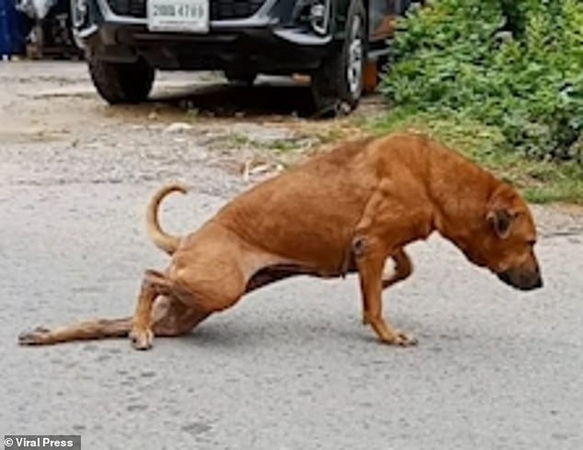 Chó giả què trên đường phố để xin ăn - 2 Chó giả què trên đường phố để xin ăn - 2