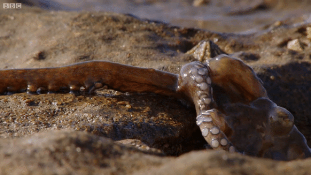 Loài bạch tuộc đặc biệt bậc nhất: Bò lên cả trên mặt đất để săn mồi! - 1