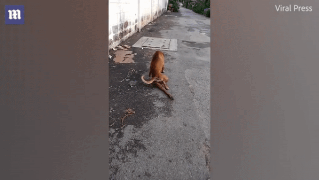 Chó giả què trên đường phố để xin ăn - 1 Chó giả què trên đường phố để xin ăn - 1