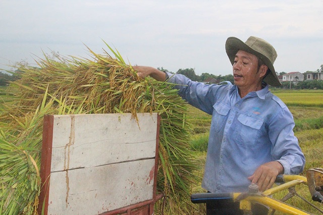 Nông dân gặt đêm “chạy” bão số 4 - 8 Nông dân gặt đêm “chạy” bão số 4 - 8