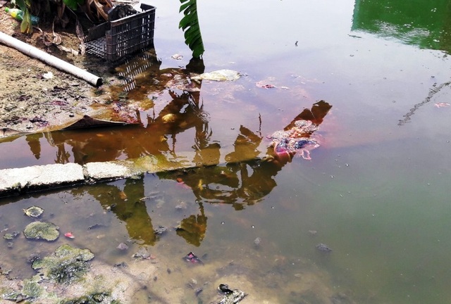 Giám đốc Sở nông nghiệp Thanh Hóa “đột kích” cơ sở giết mổ lợn giữa thành phố - 4 Giám đốc Sở nông nghiệp Thanh Hóa “đột kích” cơ sở giết mổ lợn giữa thành phố - 4