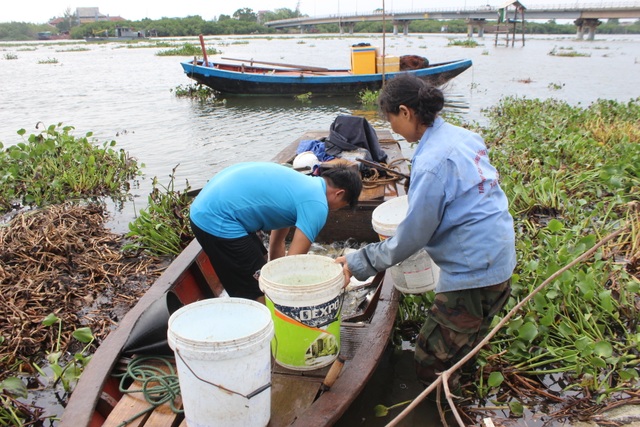 Người dân gạt bèo gánh cá đặc sản chạy mưa bão - 2 Người dân gạt bèo gánh cá đặc sản chạy mưa bão - 2