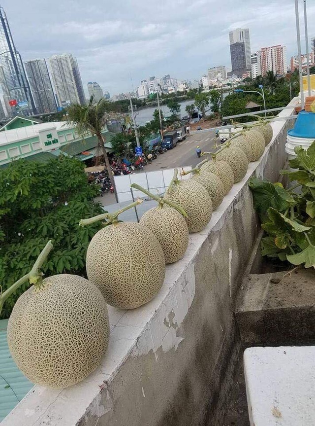 Trồng 20 m2 dưa lưới trên nóc nhà, ông bố Sài thành thu 4 tạ dưa mỗi năm - 10 Trồng 20 m2 dưa lưới trên nóc nhà, ông bố Sài thành thu 4 tạ dưa mỗi năm - 10