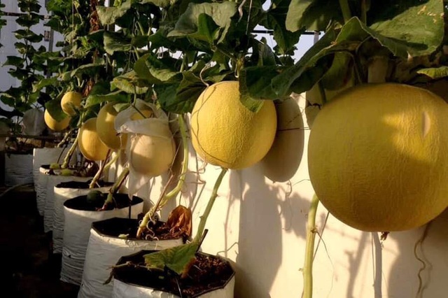 Trồng 20 m2 dưa lưới trên nóc nhà, ông bố Sài thành thu 4 tạ dưa mỗi năm - 7 Trồng 20 m2 dưa lưới trên nóc nhà, ông bố Sài thành thu 4 tạ dưa mỗi năm - 7