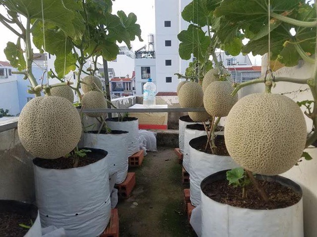 Trồng 20 m2 dưa lưới trên nóc nhà, ông bố Sài thành thu 4 tạ dưa mỗi năm - 6 Trồng 20 m2 dưa lưới trên nóc nhà, ông bố Sài thành thu 4 tạ dưa mỗi năm - 6