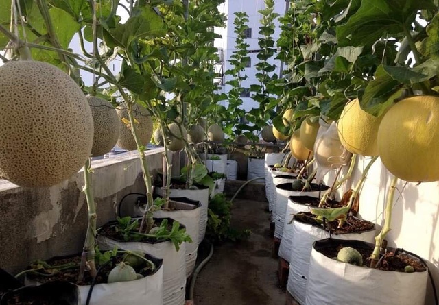 Trồng 20 m2 dưa lưới trên nóc nhà, ông bố Sài thành thu 4 tạ dưa mỗi năm - 4 Trồng 20 m2 dưa lưới trên nóc nhà, ông bố Sài thành thu 4 tạ dưa mỗi năm - 4
