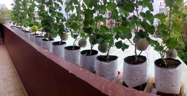 Trồng 20 m2 dưa lưới trên nóc nhà, ông bố Sài thành thu 4 tạ dưa mỗi năm - 2 Trồng 20 m2 dưa lưới trên nóc nhà, ông bố Sài thành thu 4 tạ dưa mỗi năm - 2