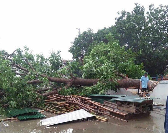Giông lốc tàn phá hàng chục ngôi nhà, hàng trăm cây xanh - 2 Giông lốc tàn phá hàng chục ngôi nhà, hàng trăm cây xanh - 2