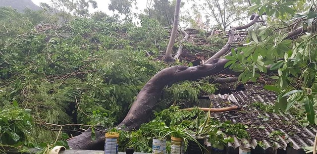 Giông lốc tàn phá hàng chục ngôi nhà, hàng trăm cây xanh - 4 Giông lốc tàn phá hàng chục ngôi nhà, hàng trăm cây xanh - 4