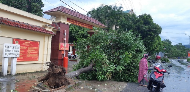 Giông lốc tàn phá hàng chục ngôi nhà, hàng trăm cây xanh - 6 Giông lốc tàn phá hàng chục ngôi nhà, hàng trăm cây xanh - 6