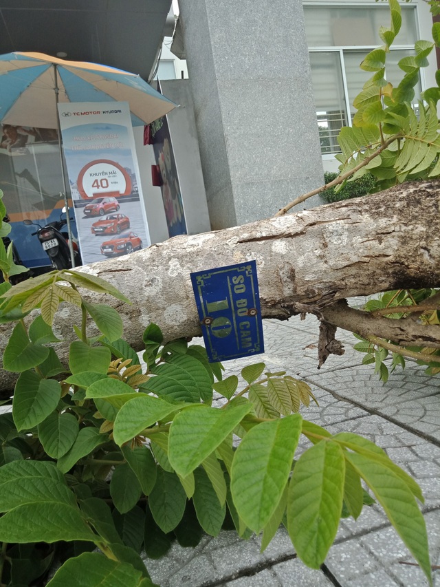 Cây xanh đổ la liệt tại Thừa Thiên Huế - 8 Cây xanh đổ la liệt tại Thừa Thiên Huế - 8