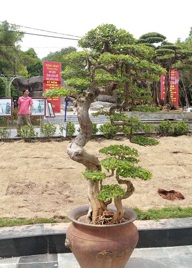 Ngắm cây hoa giấy bonsai được tạo tác như thác đổ | Báo Dân trí