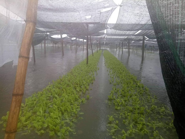 Hàng ngàn ha lúa hè thu chìm trong biển nước vì mưa lớn kéo dài - 3 Hàng ngàn ha lúa hè thu chìm trong biển nước vì mưa lớn kéo dài - 3