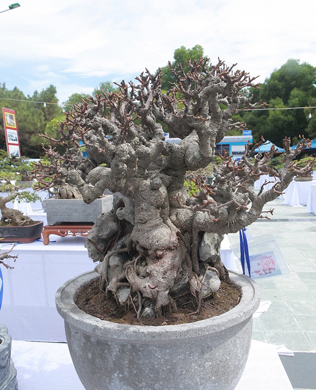 Dàn si mini, có cây bé lọt lòng bàn tay giá hàng chục tới hàng trăm triệu - 12