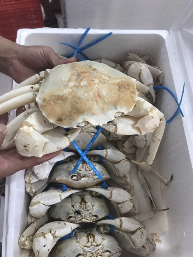 Con cua trắng bóc, to tướng, thịt ngọt dai hút hồn giới mê món lạ - 9 Con cua trắng bóc, to tướng, thịt ngọt dai hút hồn giới mê món lạ - 9