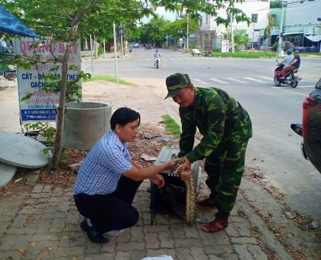 Trăn gấm quý hiếm chết ngay sau khi được phát hiện ở TP Đà Nẵng - 2 Trăn gấm quý hiếm chết ngay sau khi được phát hiện ở TP Đà Nẵng - 2