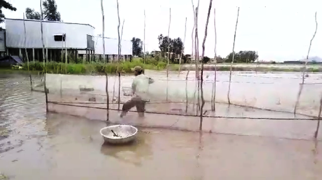 Dân sống nghề “bà cậu” héo hon mùa lũ muộn - 1 Dân sống nghề “bà cậu” héo hon mùa lũ muộn - 1