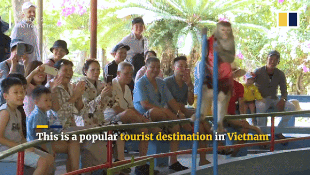 Đảo khỉ độc đáo ở Nha Trang lên báo nước ngoài - 3 Đảo khỉ độc đáo ở Nha Trang lên báo nước ngoài - 3
