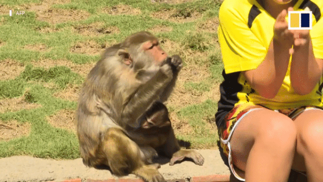 Đảo khỉ độc đáo ở Nha Trang lên báo nước ngoài - 2 Đảo khỉ độc đáo ở Nha Trang lên báo nước ngoài - 2