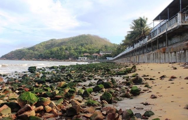 Bãi biển Quy Nhơn bất ngờ phát lộ bãi đá phủ rêu xanh - 1